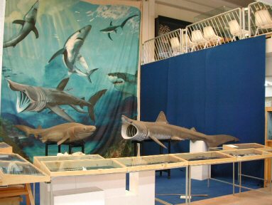 Embalmed sharks : Hexanchus griseus and Cetorhinus maximus